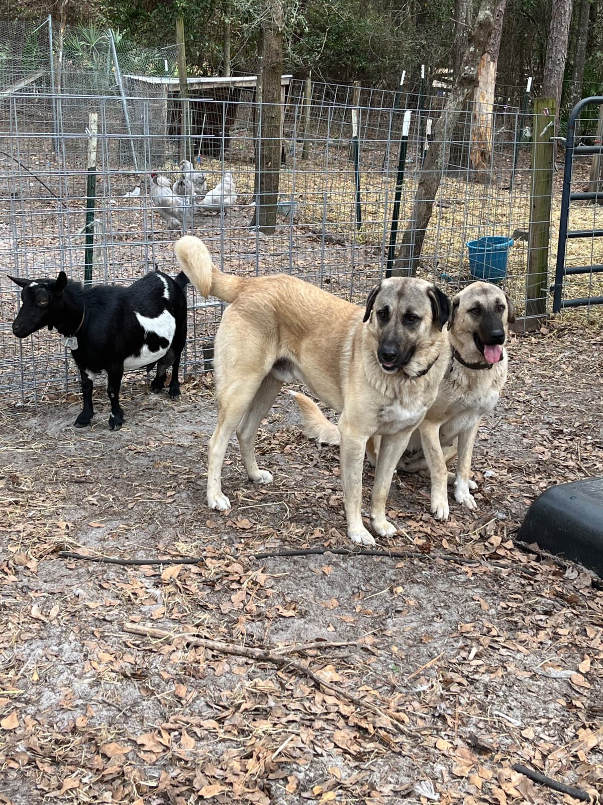 Anatolian Shepherd Dog Puppies breeder image 6