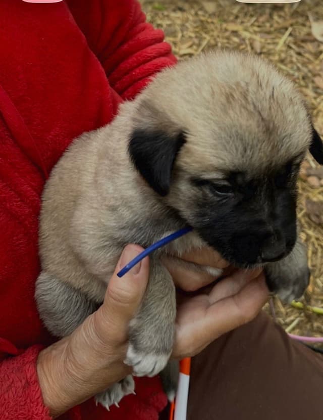 Anatolian Shepherd Dog Puppies media 3