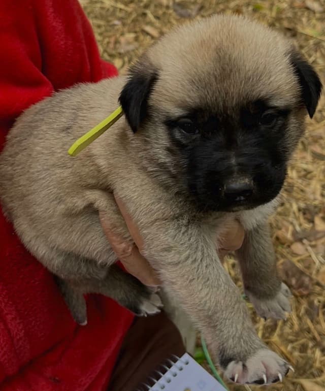 Anatolian Shepherd Dog Puppies media 4