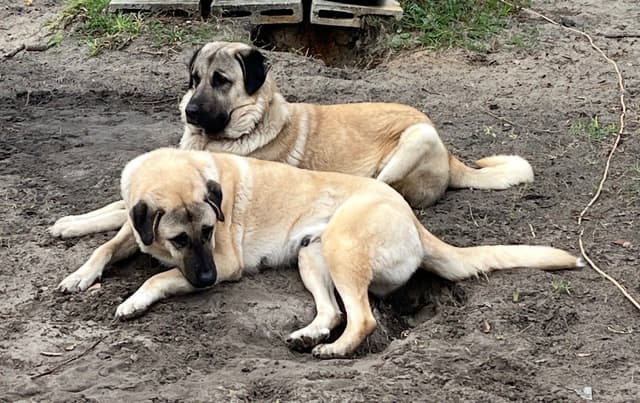 Anatolian Shepherd Dog Puppies media 5