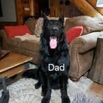 German Shepherd Dog Puppies breeder image 5