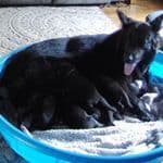 German Shepherd Dog Puppies breeder image 6