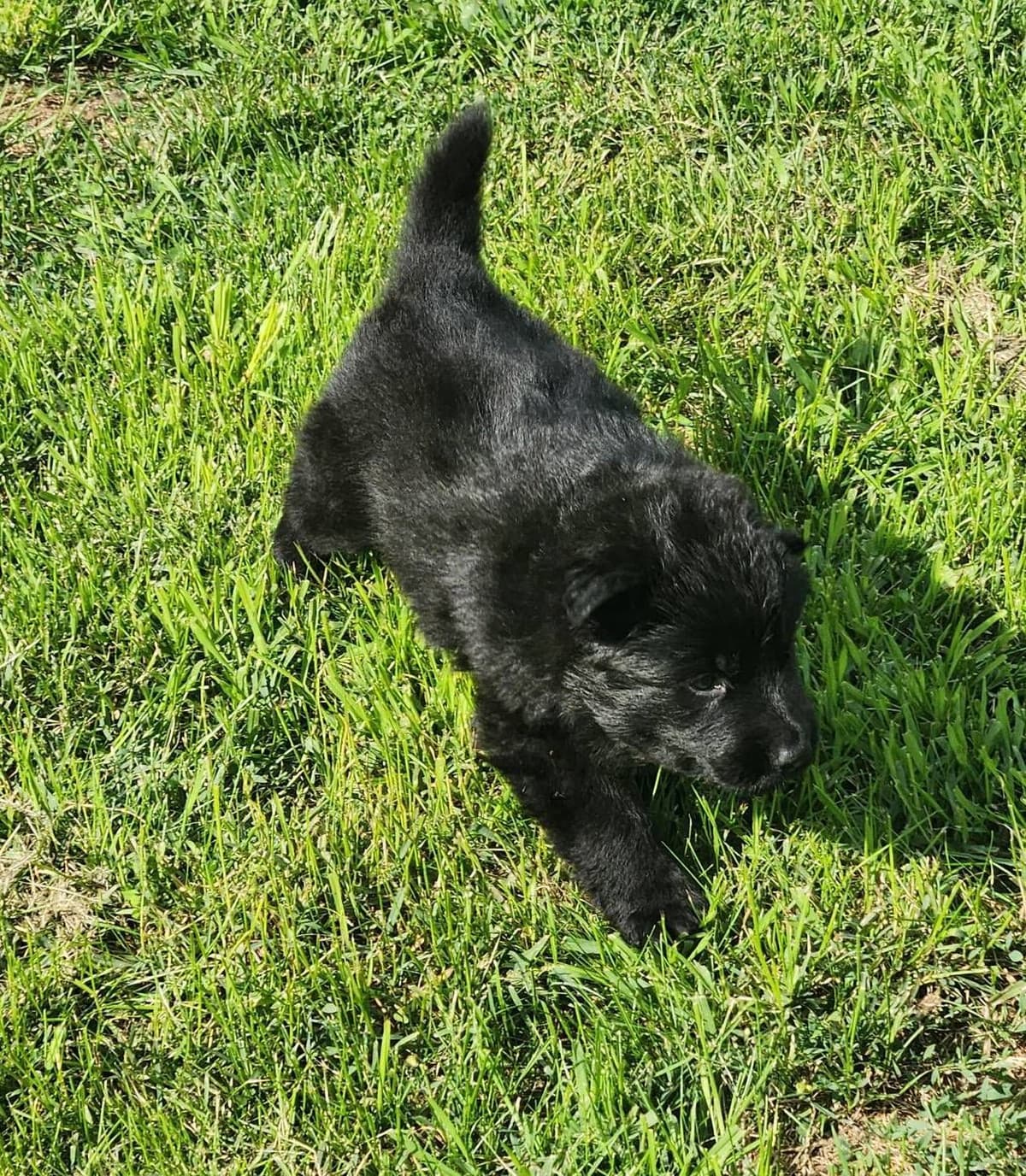 German Shepherd Dog Puppies breeder image 9