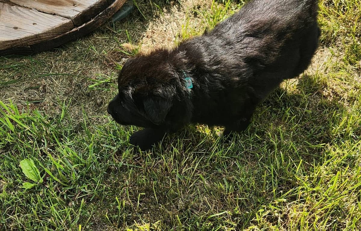 German Shepherd Dog Puppies breeder image 10