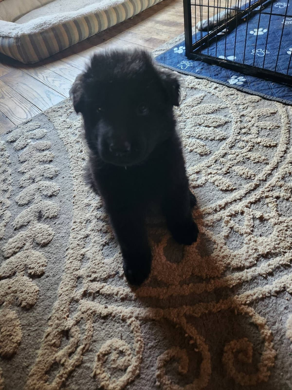 German Shepherd Dog Puppies breeder image 12