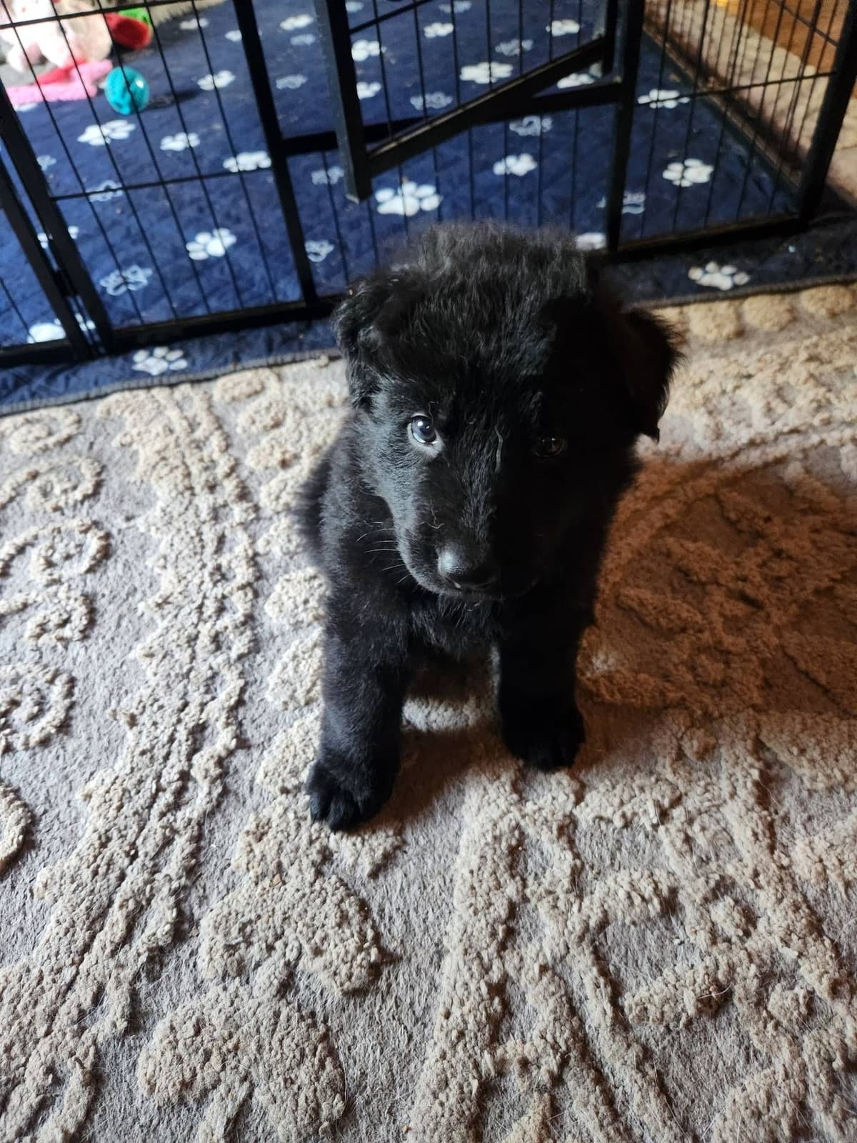 German Shepherd Dog Puppies breeder image 13