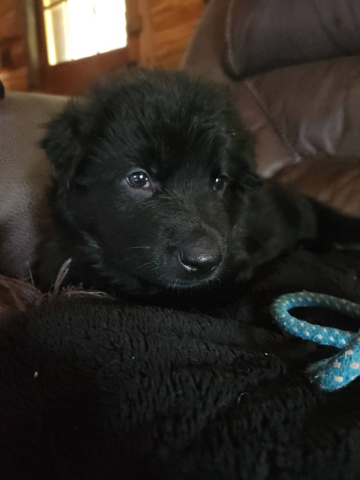 German Shepherd Dog Puppies breeder image 14