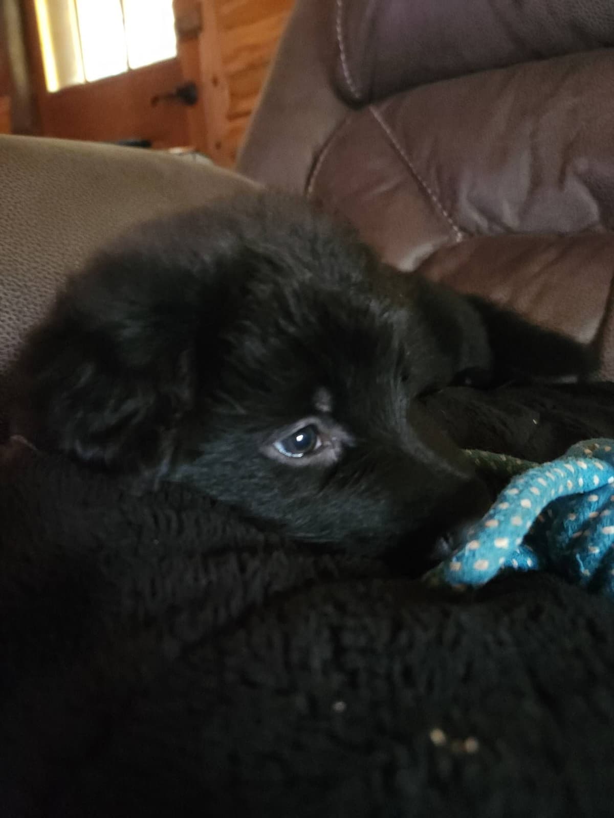 German Shepherd Dog Puppies breeder image 16