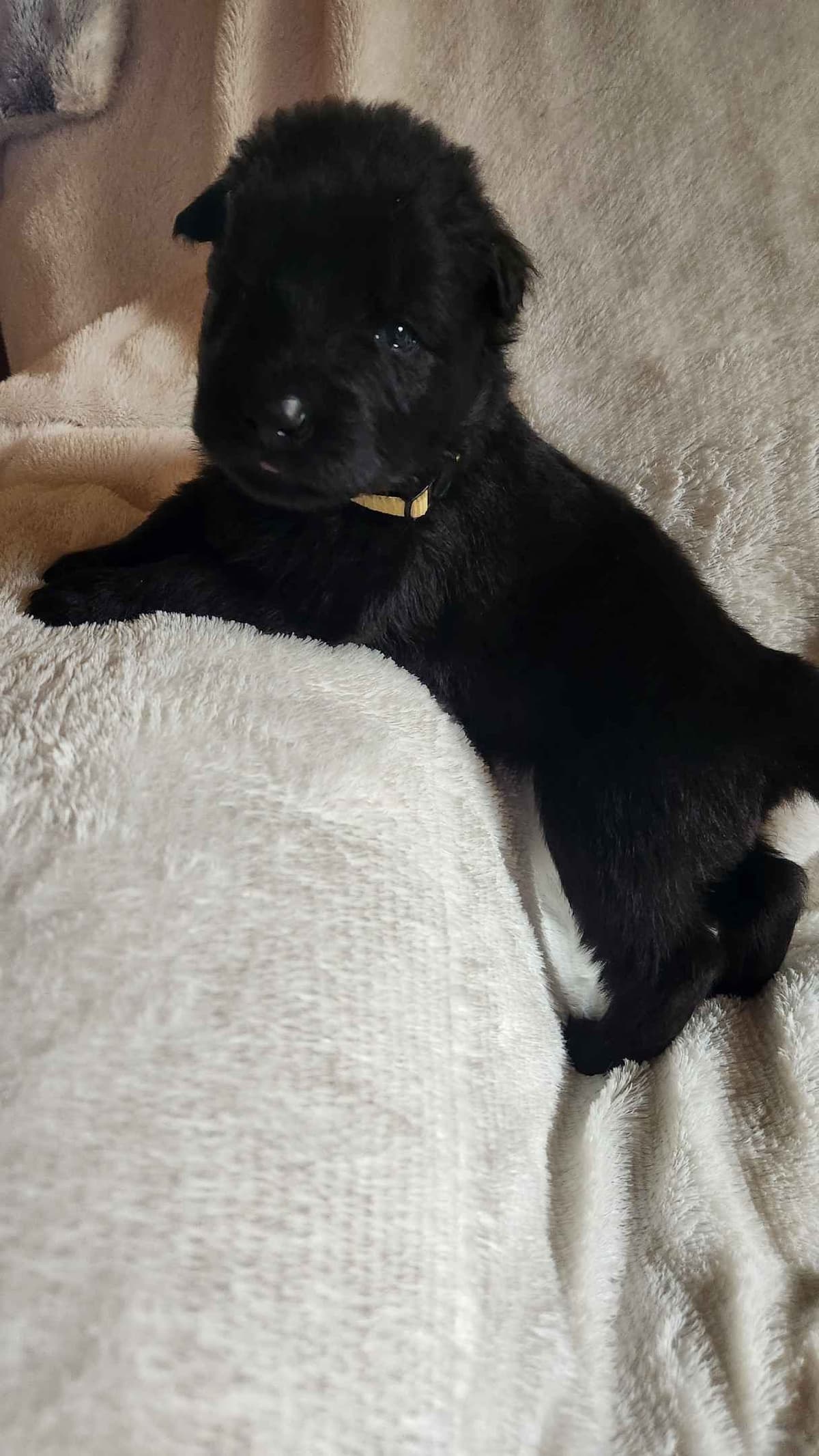 German Shepherd Dog Puppies breeder image 18