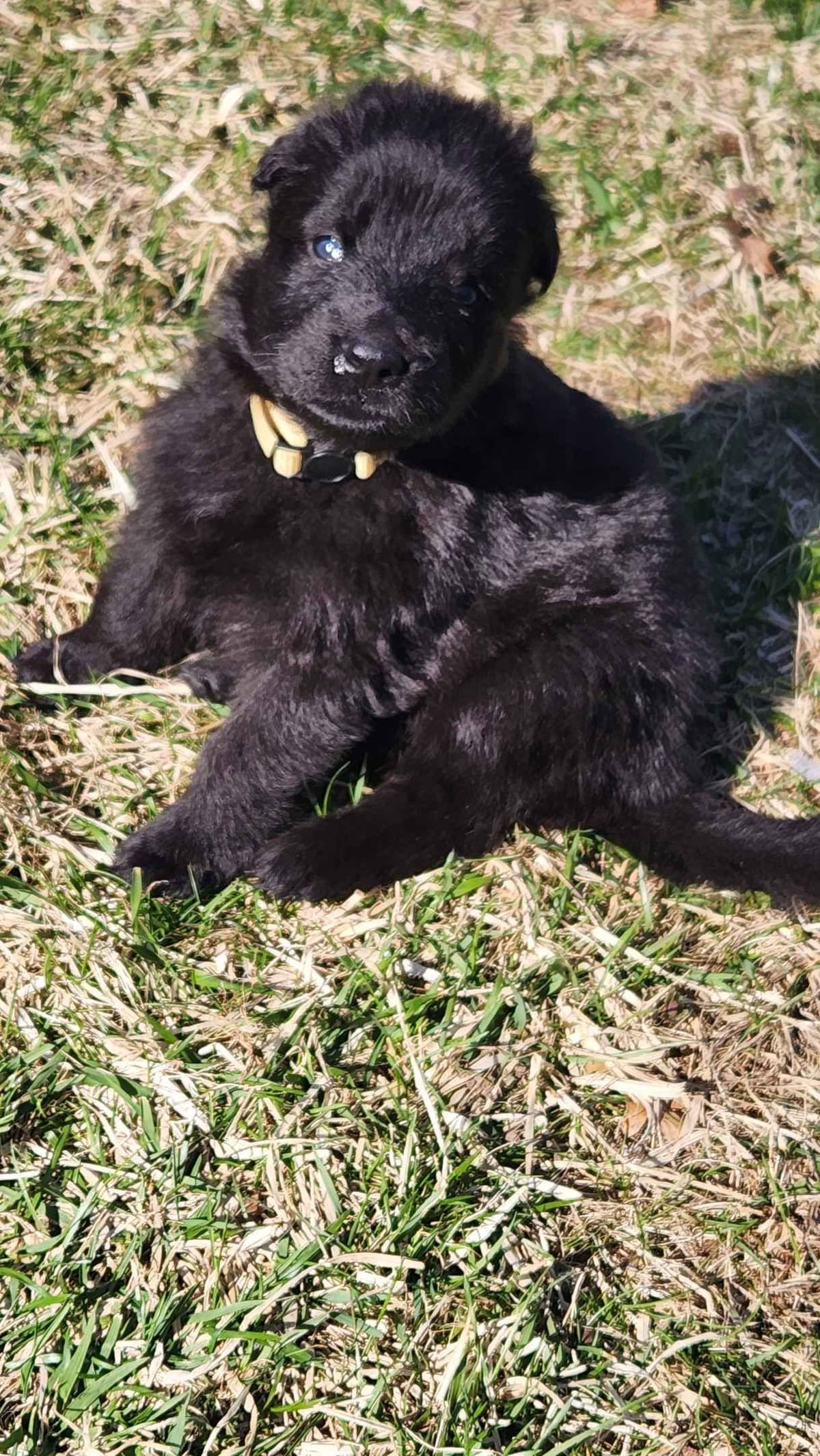 German Shepherd Dog Puppies breeder image 20