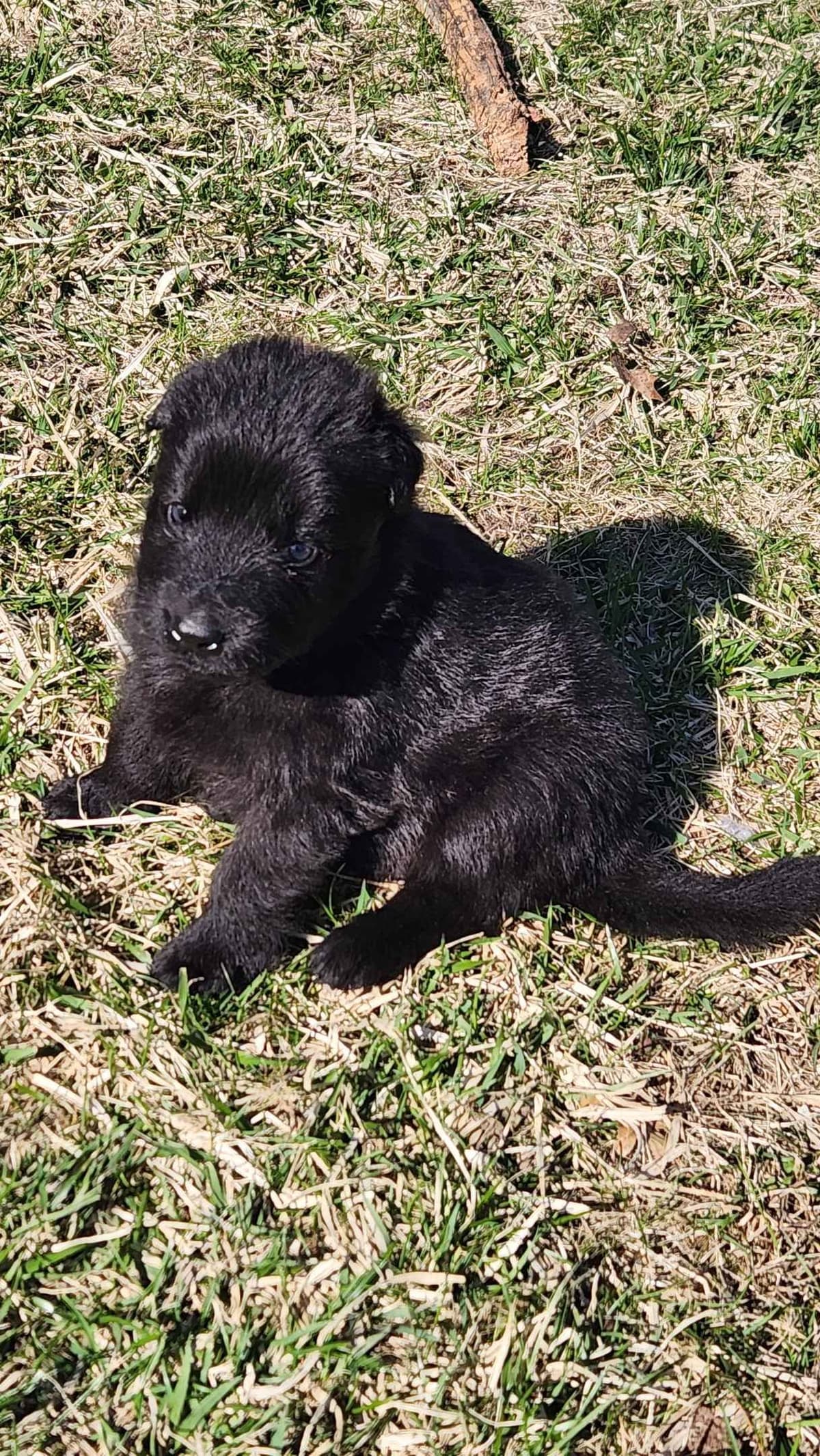 German Shepherd Dog Puppies breeder image 19