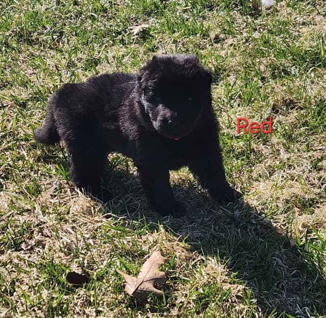 German Shepherd Dog Puppies media 2