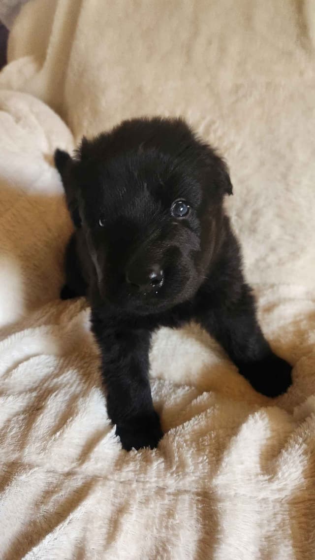 German Shepherd Dog Puppies media 3