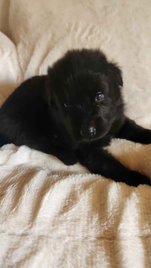 German Shepherd Dog Puppies media 4