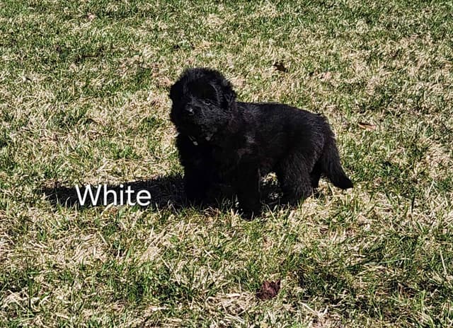 German Shepherd Dog Puppies media 6