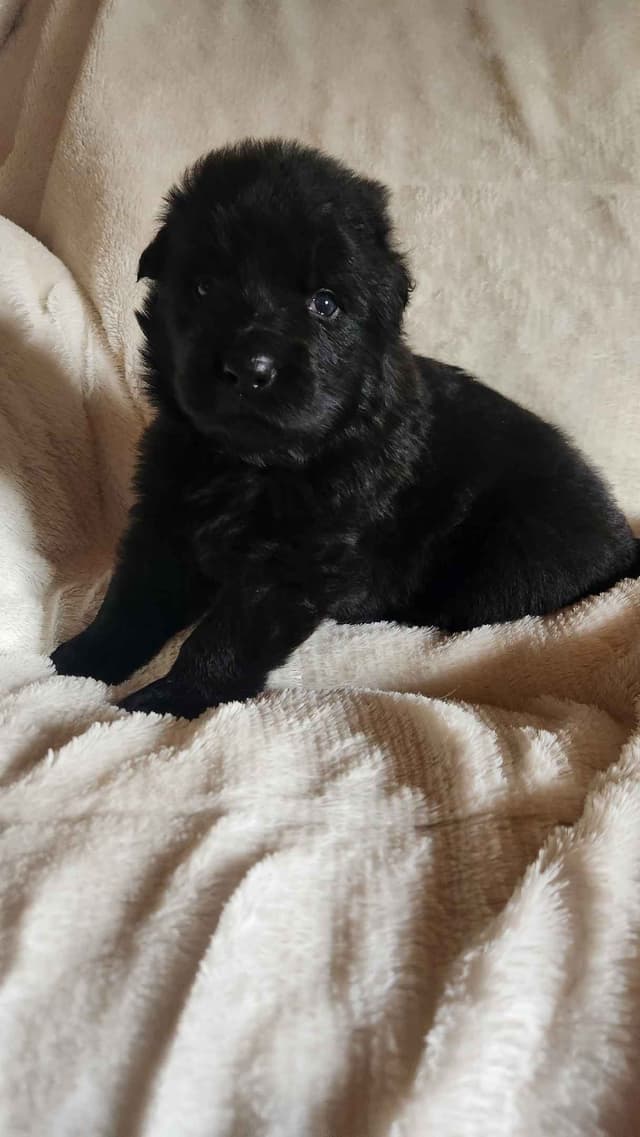 German Shepherd Dog Puppies media 7