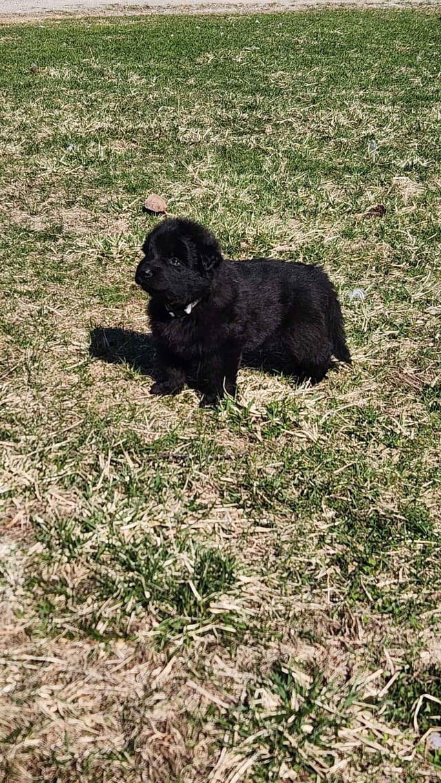 German Shepherd Dog Puppies media 10