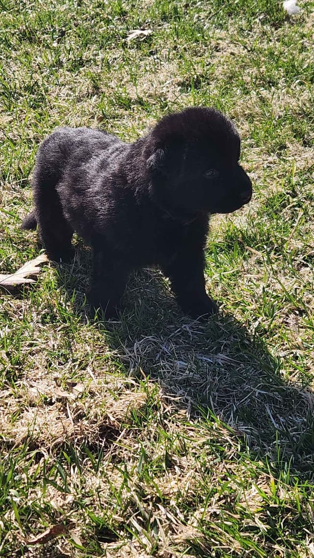 German Shepherd Dog Puppies media 11