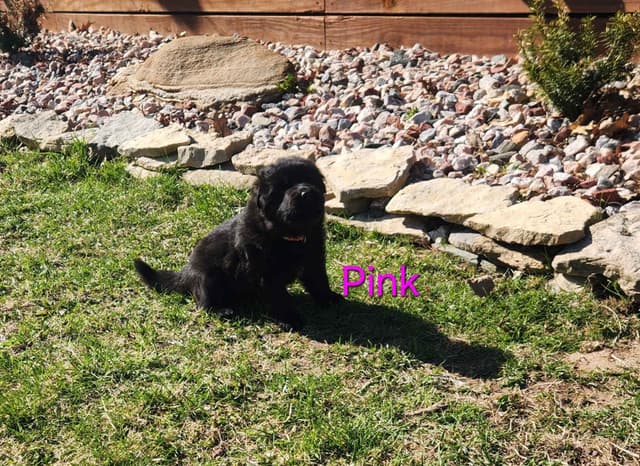 German Shepherd Dog Puppies media 12