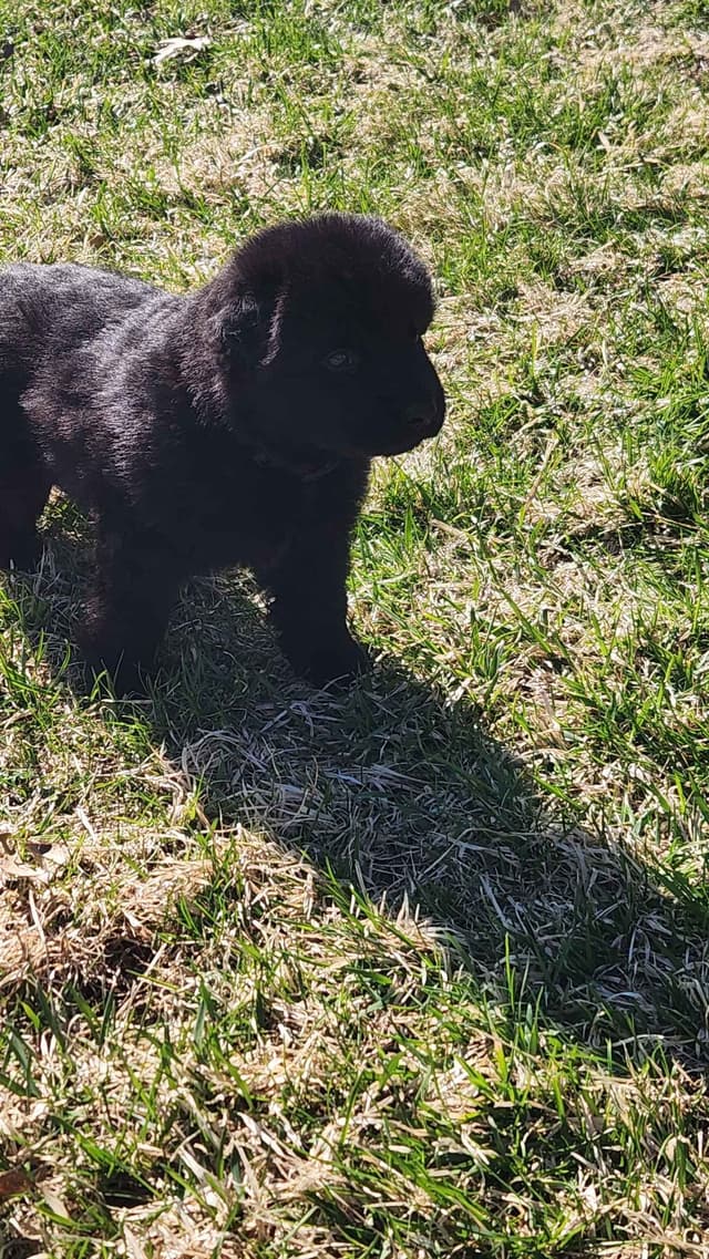 German Shepherd Dog Puppies media 13