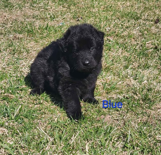 German Shepherd Dog Puppies media 14