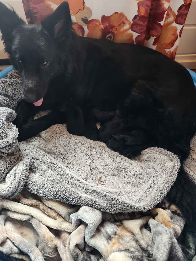 German Shepherd Dog Puppies media 15