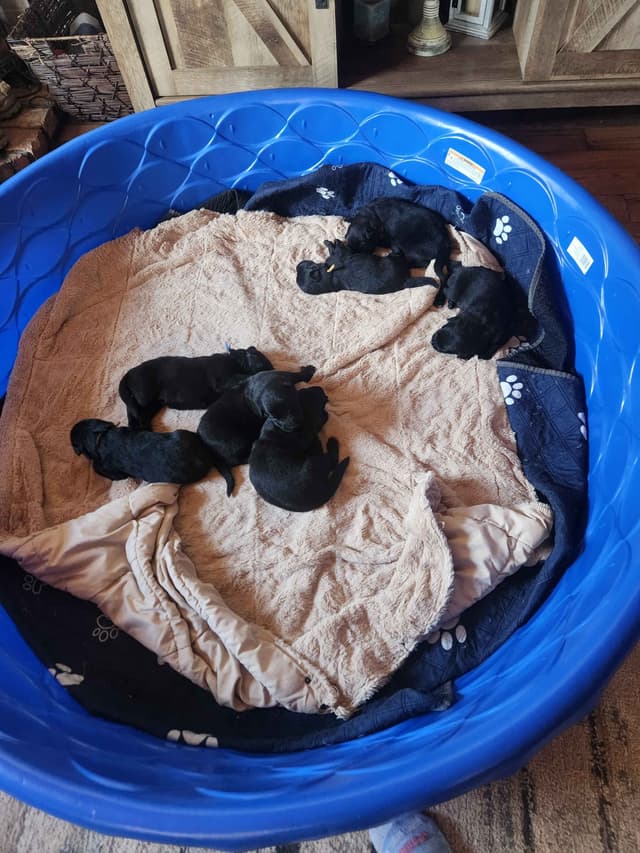 German Shepherd Dog Puppies media 16