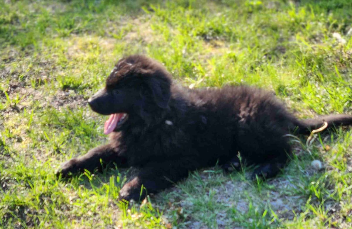 German Shepherd Dog Puppies breeder image 21