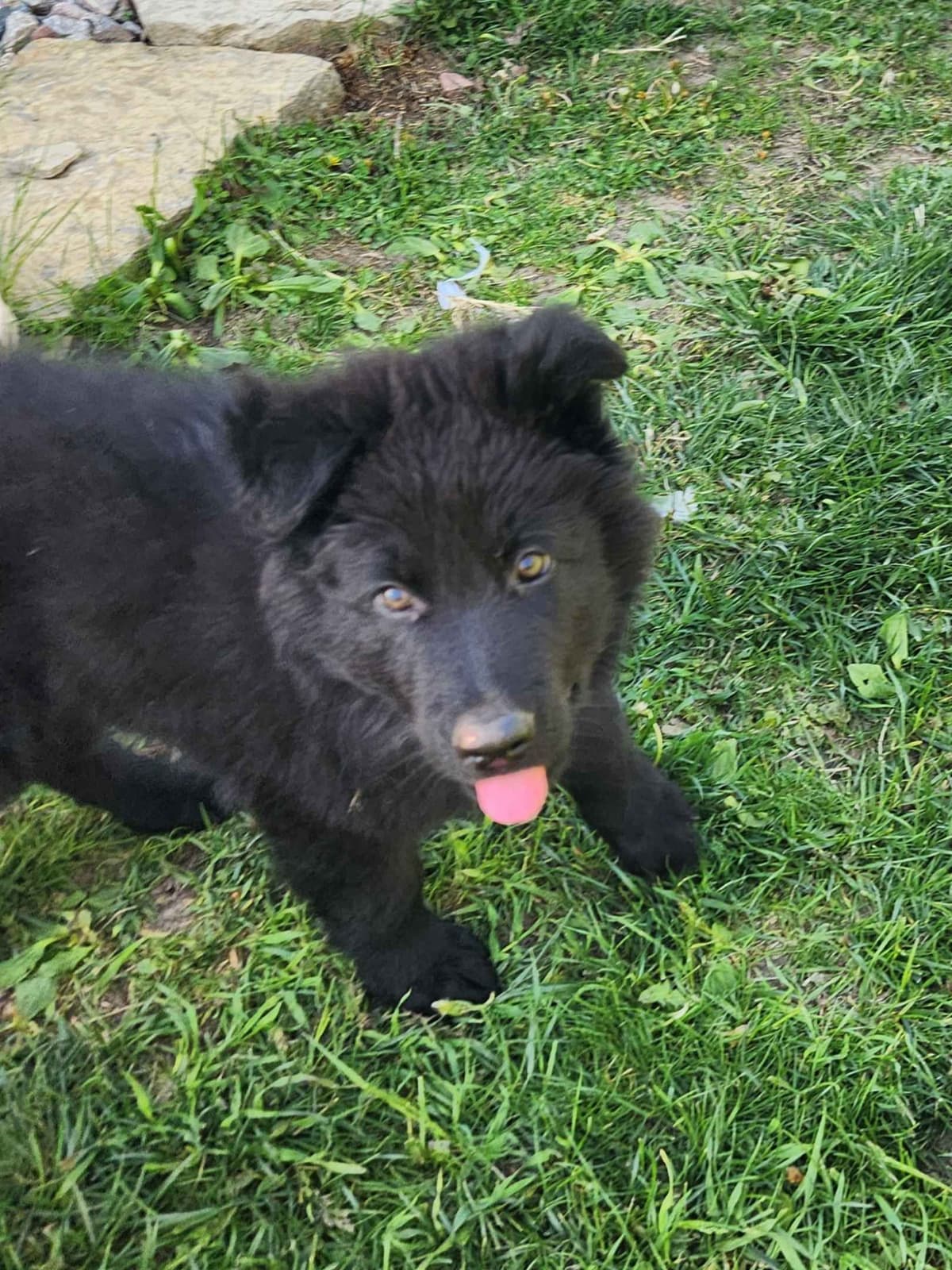 German Shepherd Dog Puppies breeder image 22