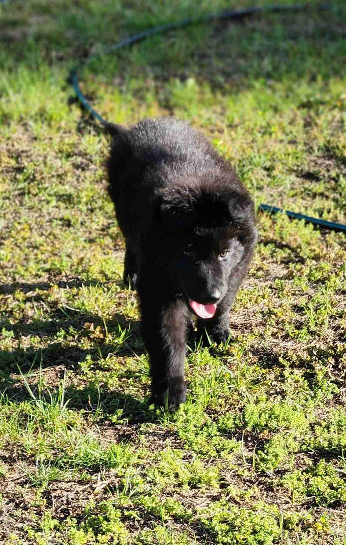 German Shepherd Dog Puppies breeder image 23