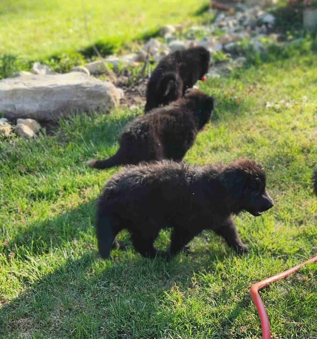 German Shepherd Dog Puppies media 19