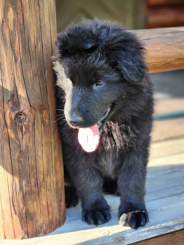 German Shepherd Dog Puppies media 21