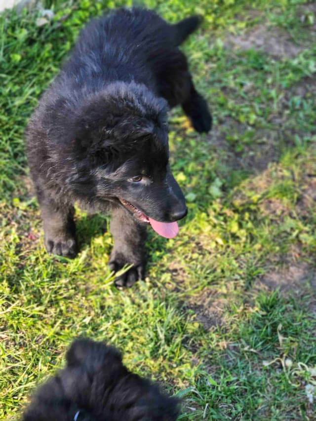 German Shepherd Dog Puppies media 22