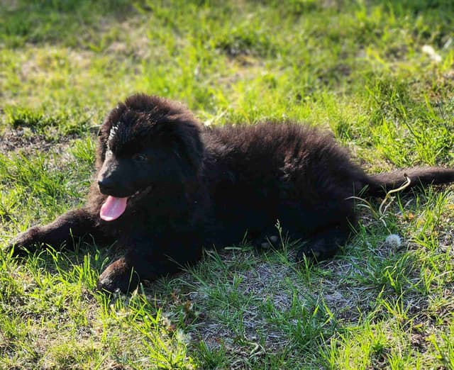 German Shepherd Dog Puppies media 23