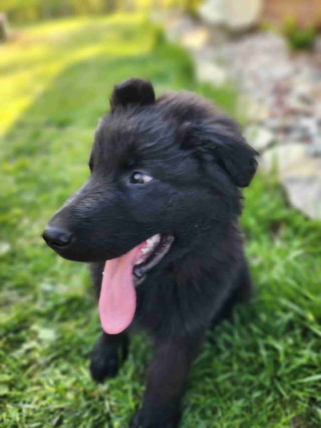 German Shepherd Dog Puppies media 24