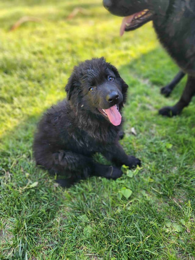 German Shepherd Dog Puppies media 25