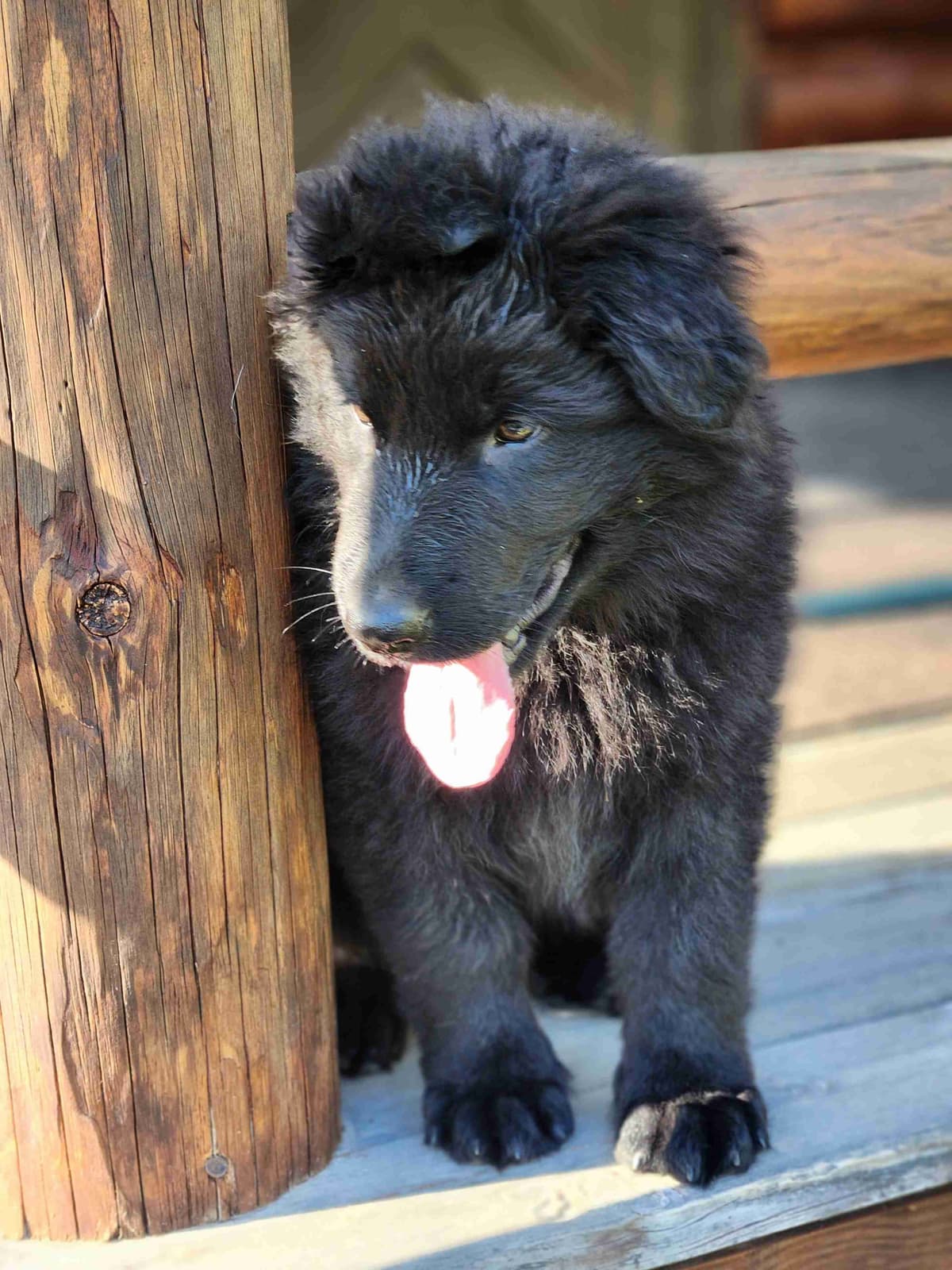 German Shepherd Dog Puppies breeder image 26