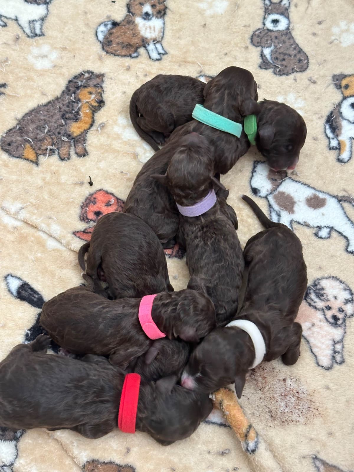 Barbet Puppies breeder image 1