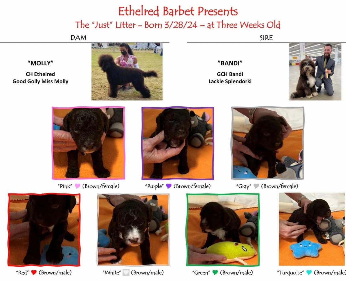 Barbet Puppies breeder image 2