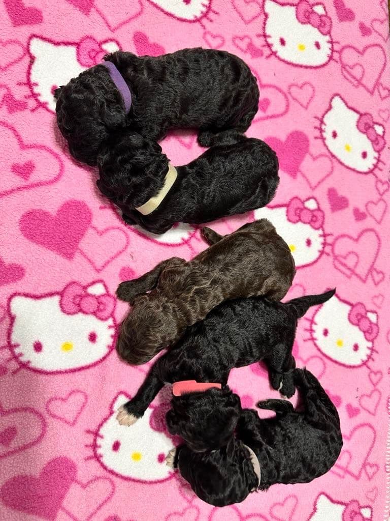 Barbet Puppies breeder image 3