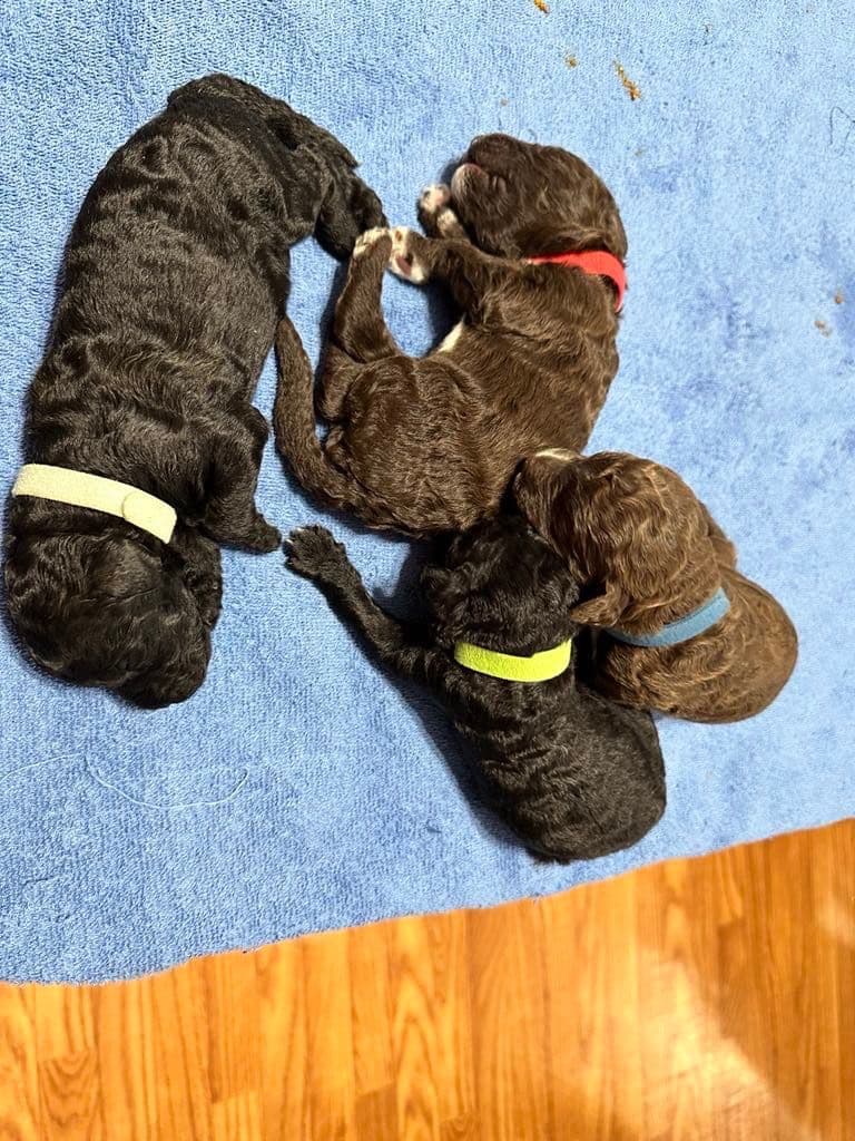 Barbet Puppies breeder image 4