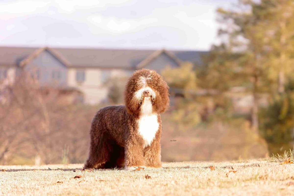 Barbet Puppies breeder image 5