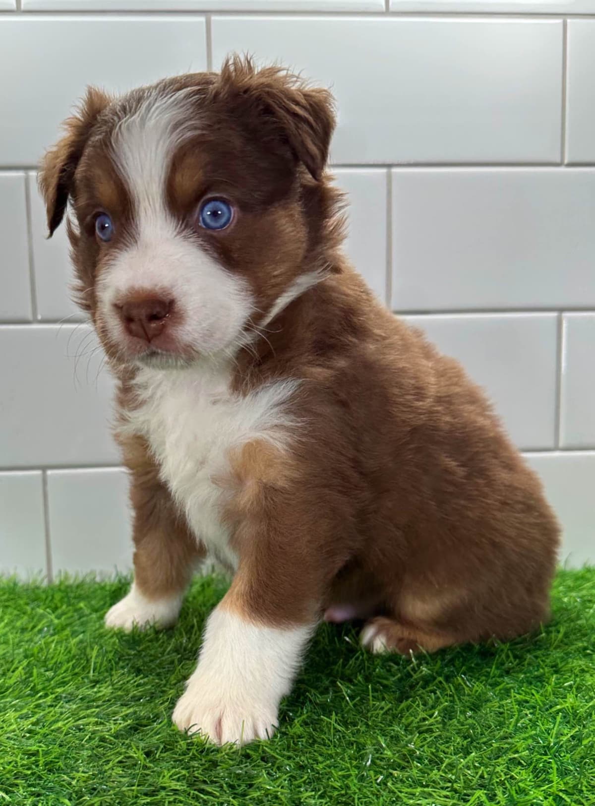 Australian Shepherd Puppies - Mini Sized breeder image 1