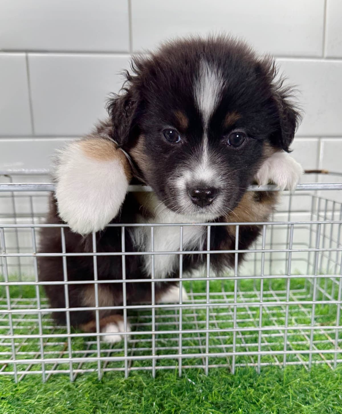 Australian Shepherd Puppies - Mini Sized breeder image 3