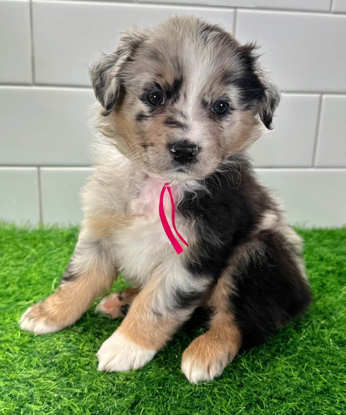 Australian Shepherd Puppies - Mini Sized breeder image 6