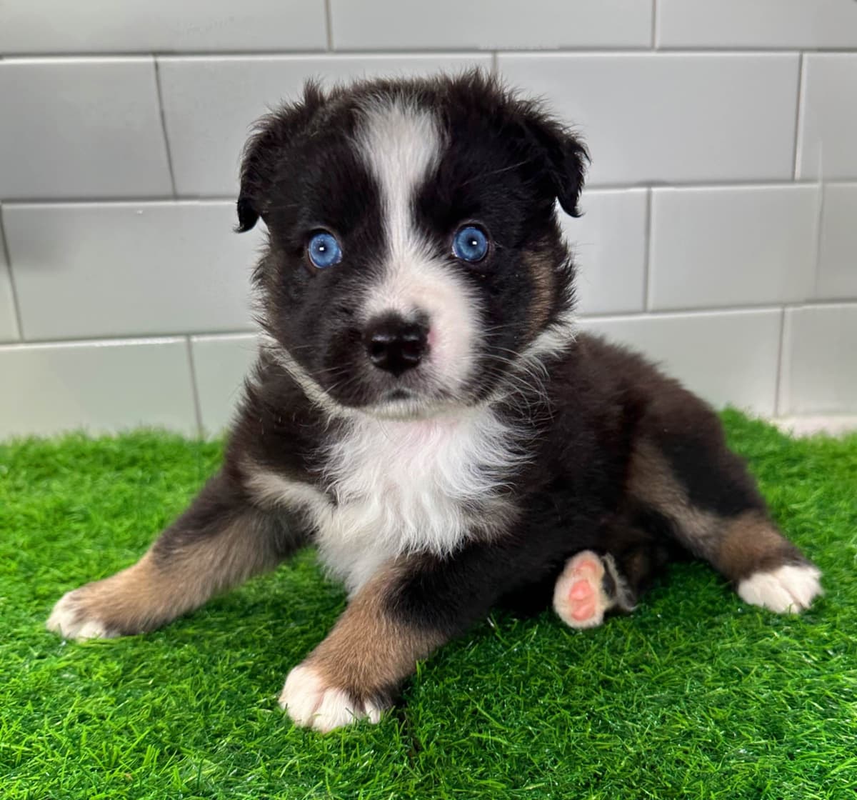 Australian Shepherd Puppies - Mini Sized breeder image 5