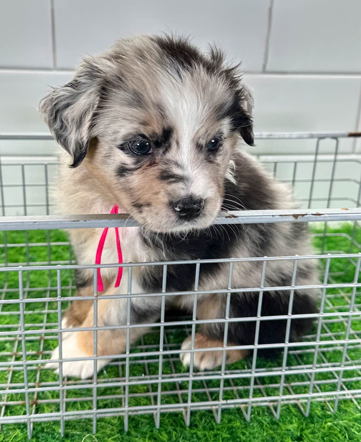 Australian Shepherd Puppies - Mini Sized breeder image 9
