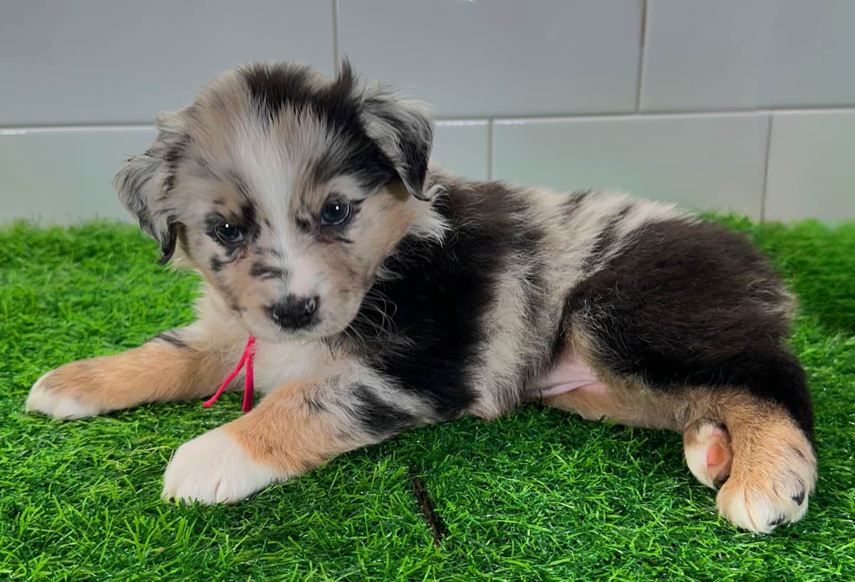 Australian Shepherd Puppies - Mini Sized breeder image 10