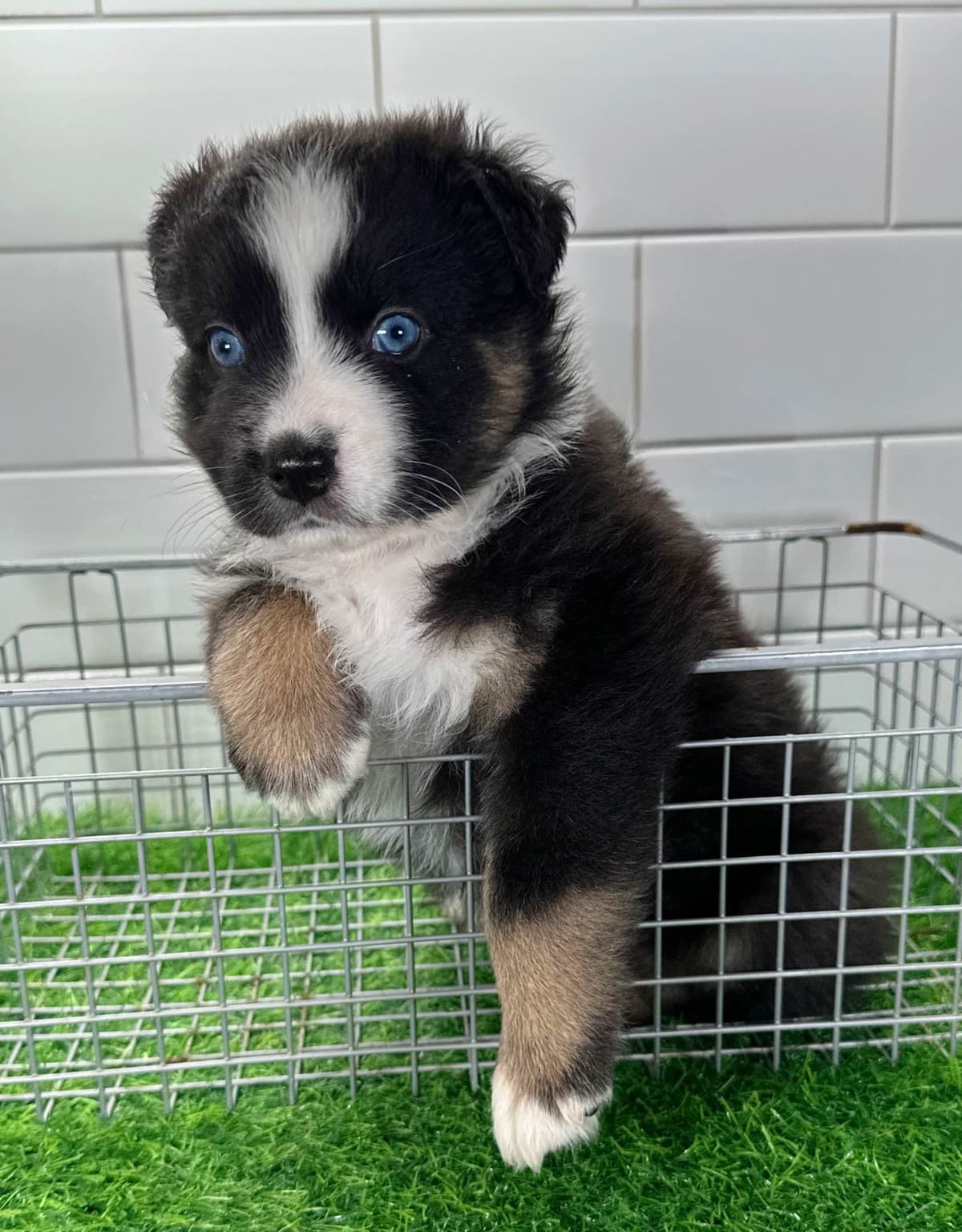 Australian Shepherd Puppies - Mini Sized breeder image 12