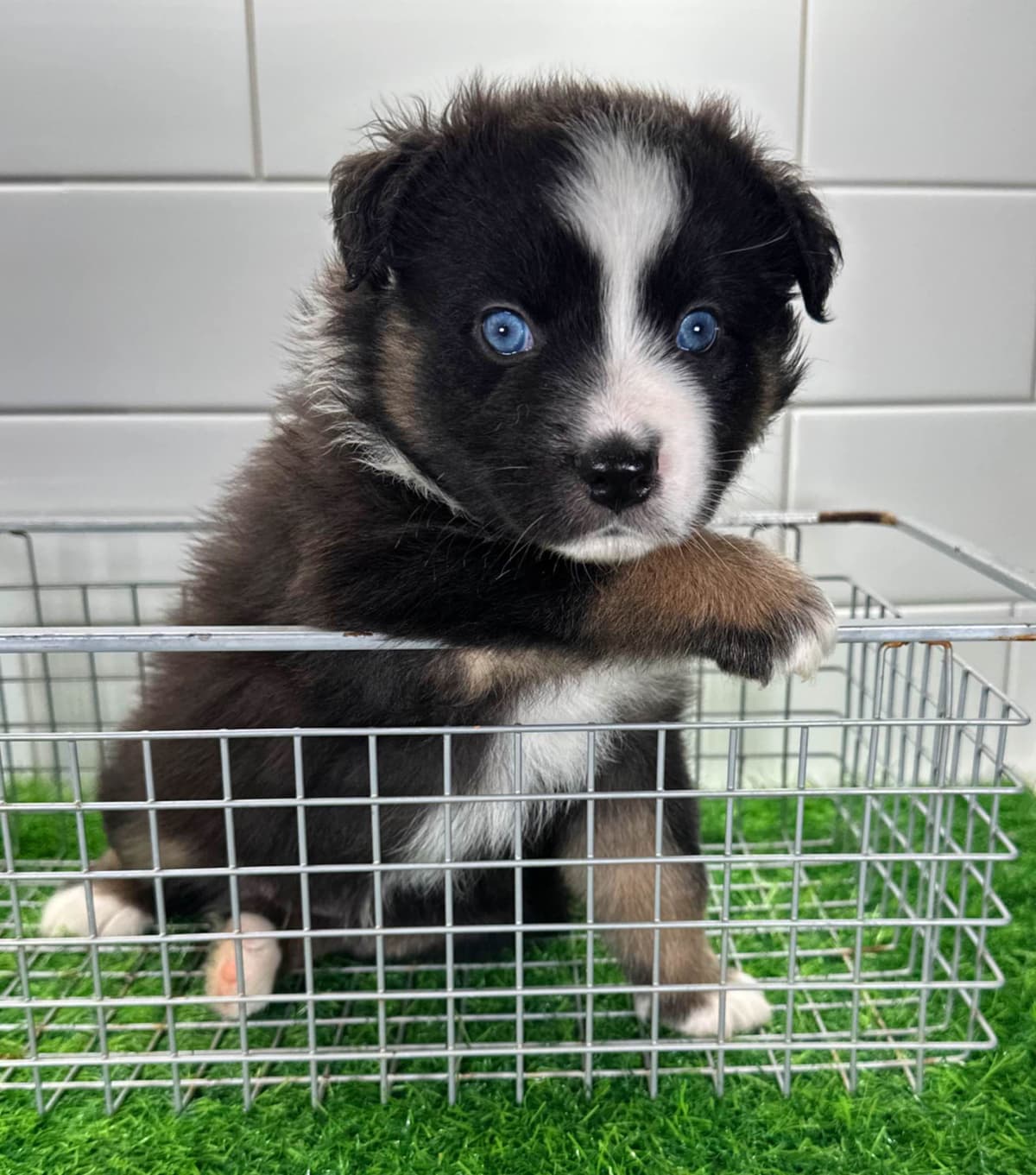 Australian Shepherd Puppies - Mini Sized breeder image 13
